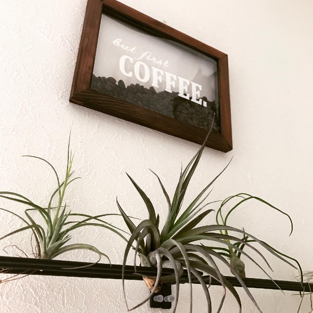 チランジアの投稿画像 By Miniさん ムーンライトとブルボーサとブラキカウロスとエアプランツ チランジアとチランジア エアプランツ とボタニカルライフとブロメリアとno Green No Lifeと植中毒と今日の一枚とチランジア属と自己流と成長記録とエアプランツと