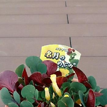 GET！の画像 by ここちゃんさん | 小さな庭とオキザリス 名月のめぐみと今日のお花とGET！