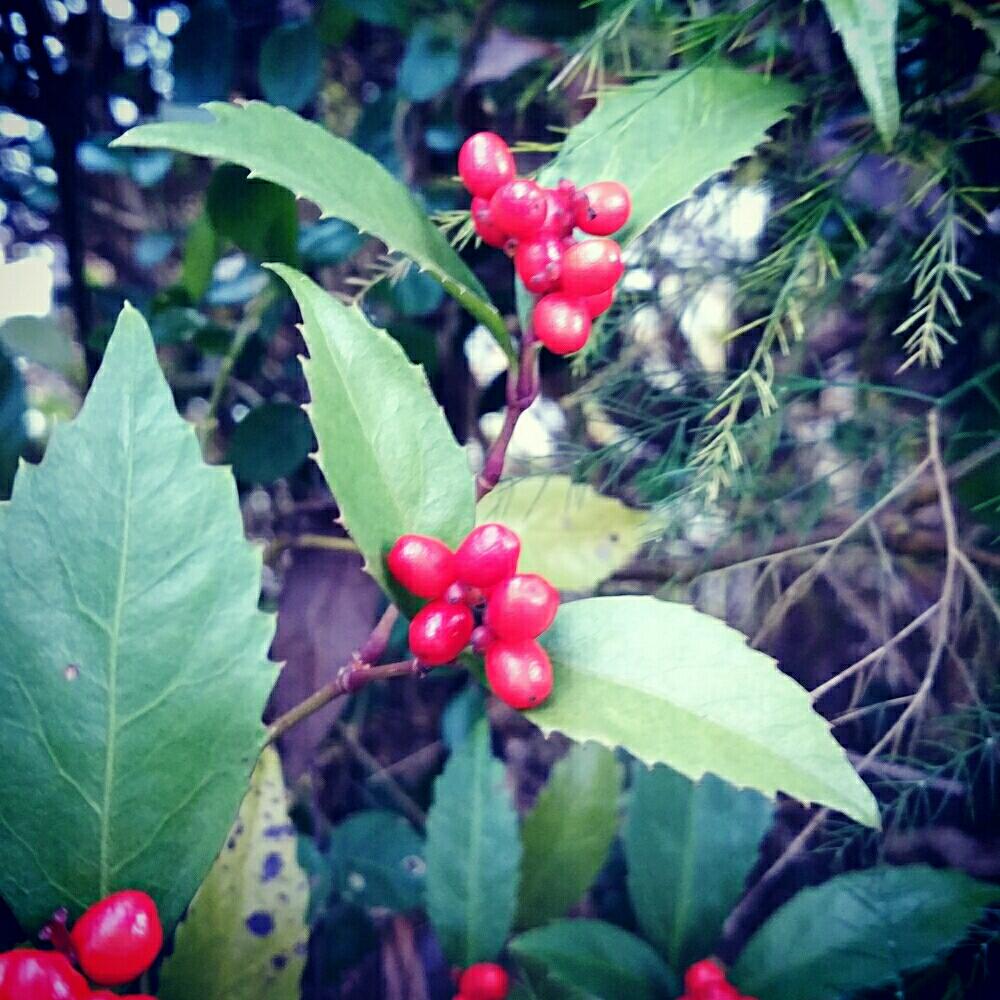 千両の投稿画像 By すみれさん エントランスと切り花になる多年草とお正月と今日のお花と多年草と昔からの花と切り花になる多年草とお正月と今日のお花と 多年草と昔からの花 17月1月10日 Greensnap グリーンスナップ Greensnap グリーンスナップ