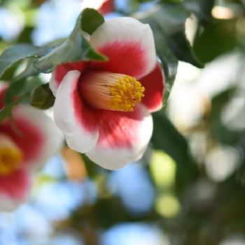 玉の浦の画像 by 銀月さん | お出かけ先とツバキと玉の浦と植物園と市の花と和の趣と花のある暮らし