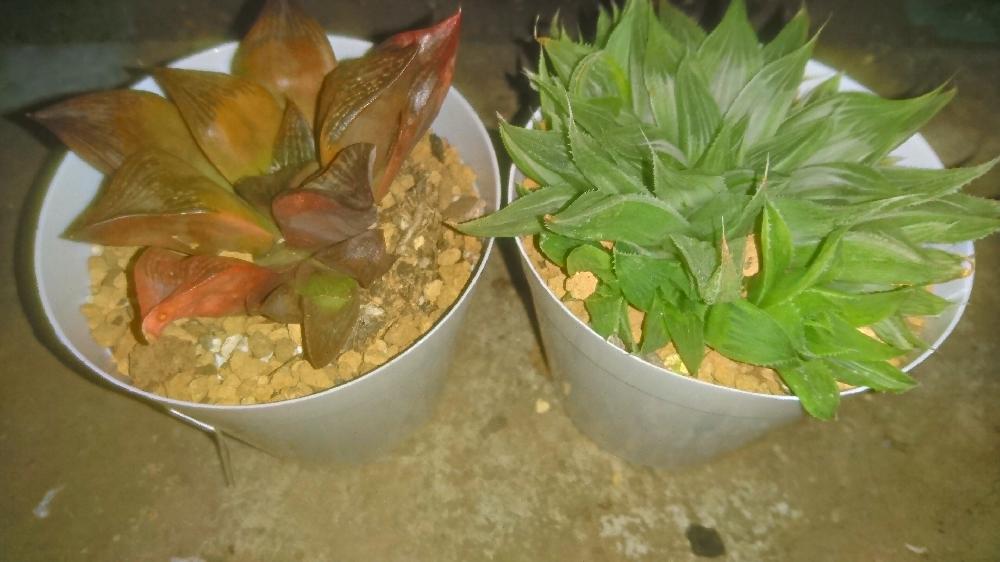 ハオルシア レツーサの投稿画像 By Doctor徒長クララひでじさん 祝宴錦とハオルチアと玄関と農協とヘタレ男子とハオルチア 属と今後の傾向と対策と ンーと農協とヘタレ男子とハオルチア属と今後の傾向と対策と ンー 17月1月11日 Greensnap