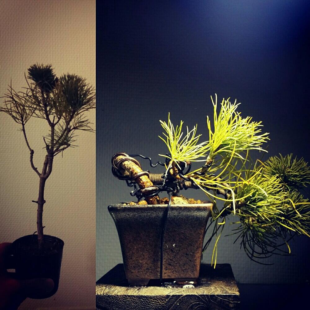 那須五葉松の投稿画像 By Fujimaxさん 針金と植え替えと盆栽素材と鹿沼市花木センターとうつのみや緑花木センターと小品盆栽と盆栽とビフォーアフター 17月1月11日 Greensnap グリーンスナップ