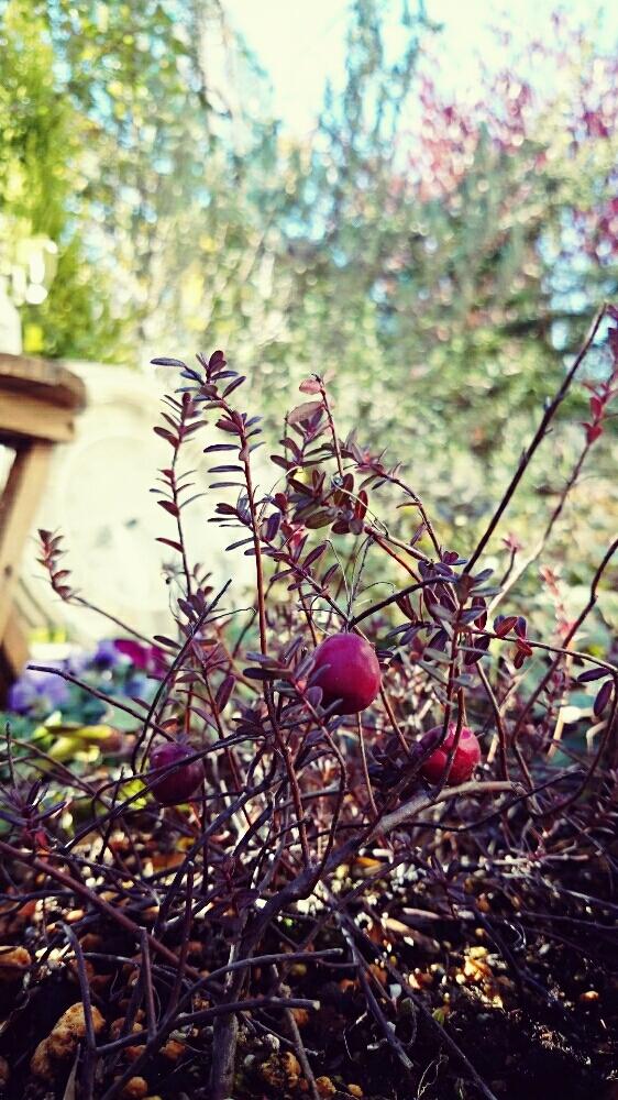 クランベリーの投稿画像 By Soraさん ハーブガーデンとガーデン雑貨と手作りの庭とナチュラルガーデンと花壇diyと植中毒と今日の一枚 17月1月12日 Greensnap グリーンスナップ