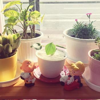 ピンクキッスの画像 by うーちゃん♡さん | 棚と多肉植物の寄植えとピンクキッスとモンステラ