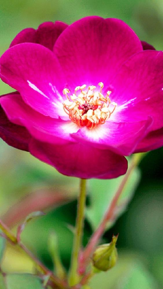 庚申薔薇の投稿画像 By 花が好きさん 薔薇が好きと赤い花と早く届いて欲しいなあ と可愛らしい と薔薇のある暮らしと冬 17月1月14日 Greensnap グリーンスナップ