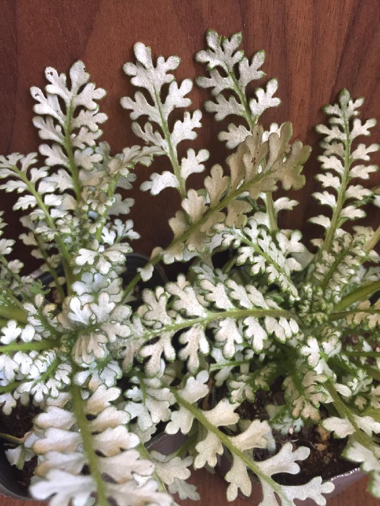 青い花の投稿画像 By Neco1005さん 白い葉っぱと今日の一枚と美しいと可愛い とシルバーリーフとネモフィラ プラチナスカイと突然変異 17月1月14日 Greensnap グリーンスナップ