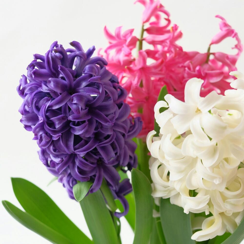 ヒヤシンスの投稿画像 By ハルヒツジさん インテリアと球根と咲いた と球根と咲いた 17月1月14日 Greensnap グリーンスナップ Greensnap グリーンスナップ