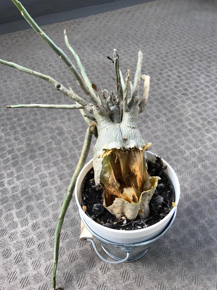 期間限定 30 Off アデニウム オベスム 綴化 セール開催中 Pegasusarabians Com