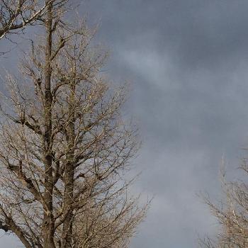 木！の画像 by copiさん | お出かけ先とふゆと木！とイチョウ並木と冬の空とさむい！と寒すぎ(((寒ﾟДﾟ寒)))と青空も素敵と寒空