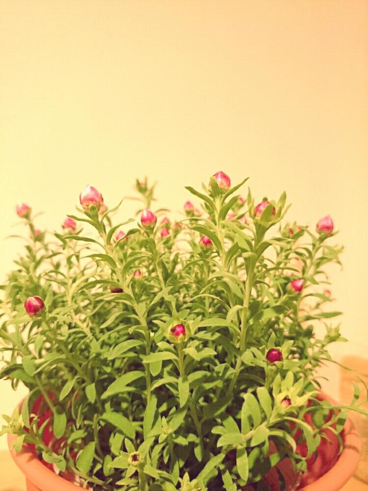 花かんざしの投稿画像 By Fuuumingさん コーナンとやっぱり花が好き と花のある暮らし 17月1月14日 Greensnap グリーンスナップ