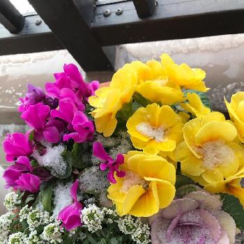 寒さの中の画像 by みやちゃんさん | バルコニー/ベランダとGSに感謝❤と今日のお花と毎日が楽しい❣とあれから…と雪の日と寒さの中