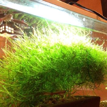 アカヒレの投稿画像一覧 Greensnap グリーンスナップ