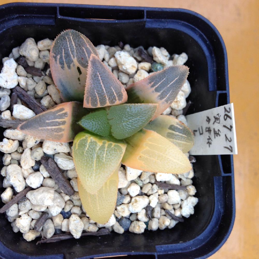 ハオルチア コレクタ錦 Ninki Ninki 植物 観葉植物 Theparkgym Com