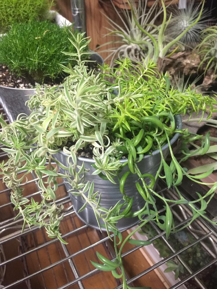 ゴールデンビューティーの投稿画像 By りくさん ミカズキネックレスとオノマンネングサと多肉植物とわが家の多肉スペースと多肉植物寄せ植えと今日の一枚と多肉植物とサボテン 17月1月17日 Greensnap グリーンスナップ