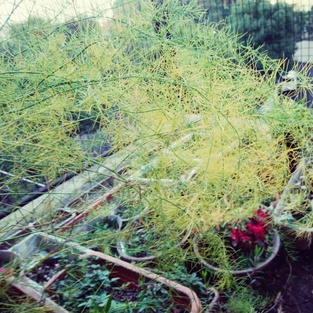 アスパラガスの投稿画像 By Wakaさん おつかれさまと黄色で遊ぼとありがとう とマダム倶楽部と 62と植中毒と花のある暮らしと秋の風景と楽しい 17月1月18日 Greensnap グリーンスナップ