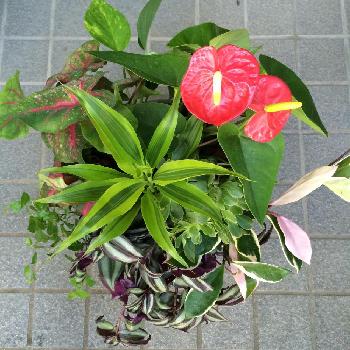 アンスリウム  赤の画像 by お花屋さんさん | 玄関と観葉植物とハワイアンと癒やしとクロホウシ  緑と観葉植物の寄せ植えとトラカン 元気と今日のお花とアンスリウム  赤とドラセナ 緑