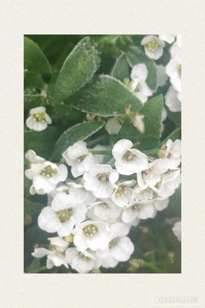 冬の植物の投稿画像 By Mukuさん 可愛い白い花と小さい花 17月1月日 Greensnap グリーンスナップ
