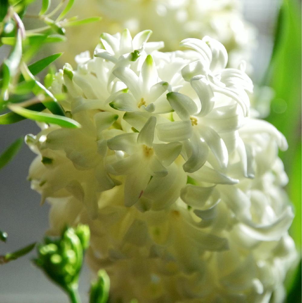ヒヤシンスの投稿画像 By クリ さん 植物と暮らすリビング コンテストといい香りと冬の楽しみと白い花と春を感じる花と冬に咲く花フォトコン 17月1月日 Greensnap グリーンスナップ