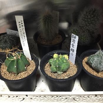 鸞宝玉の投稿画像一覧 Greensnap グリーンスナップ