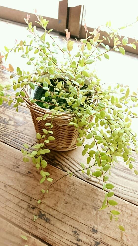 真珠コケモモの投稿画像 By Sakutomoさん 低木と実のなる植物と室内と鉢植え 17月1月日 Greensnap グリーンスナップ