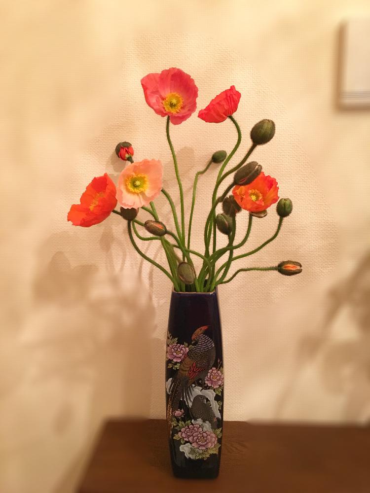 ポピーの投稿画像 By Hiromiさん 部屋と投げ入れと 植物と暮らすリビング コンテストと生花とフラワーアレンジメントと切り花 といけばなコンテストと投げ入れと 植物と暮らすリビング コンテストと生花とフラワーアレンジメントと切り花といけばなコンテスト 17月