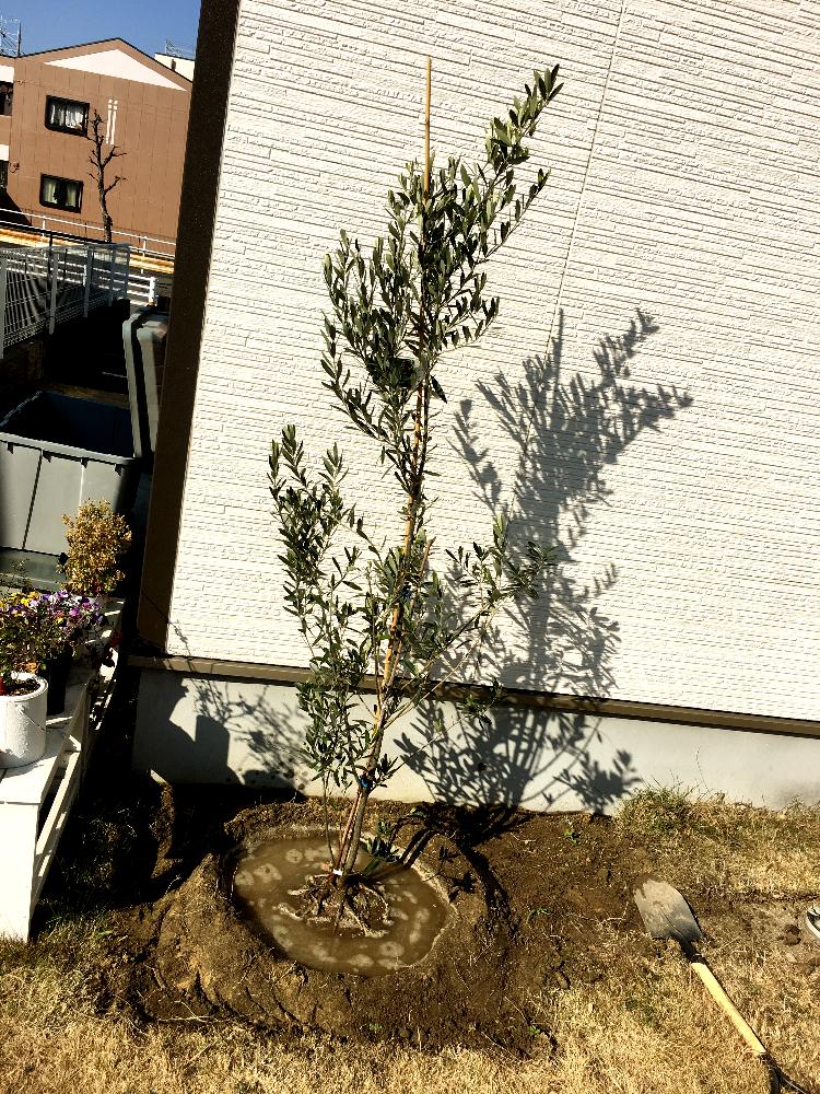 オリーブの投稿画像 By Wachivicさん 小さな庭と地植えと地植え 17月1月22日 Greensnap グリーンスナップ Greensnap グリーンスナップ