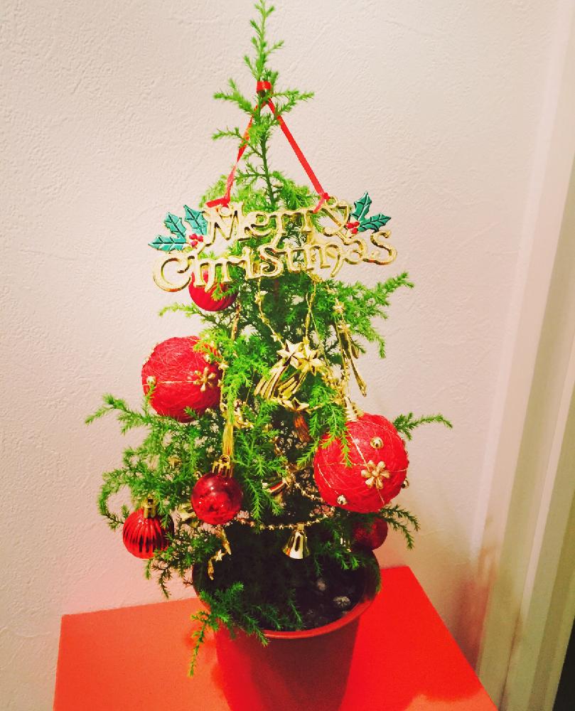 ゴールドクレストの投稿画像 By Leosun 35さん クリスマスツリーと植物との暮らしと 植物と暮らすリビング コンテストとx Masとクリスマス ディスプレイとクリスマスアレンジとクリスマスと植物で彩るお部屋とクリスマス 17月1月22日 Greensnap グリーンスナップ