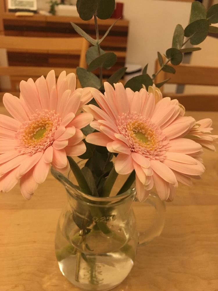 ユーカリの投稿画像 By アヤさん ガーベラ 17月1月22日 Greensnap グリーンスナップ