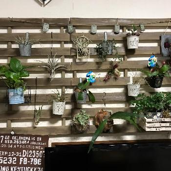 『植物と暮らすリビング』コンテストの画像 by クーさん | 部屋と『植物と暮らすリビング』コンテスト