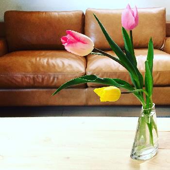 『植物と暮らすリビング』コンテストの画像 by yokoヽ(*´∀｀*)ノさん | 部屋とチューリップと『植物と暮らすリビング』コンテストと今日のお花と花のある暮らしと春到来！