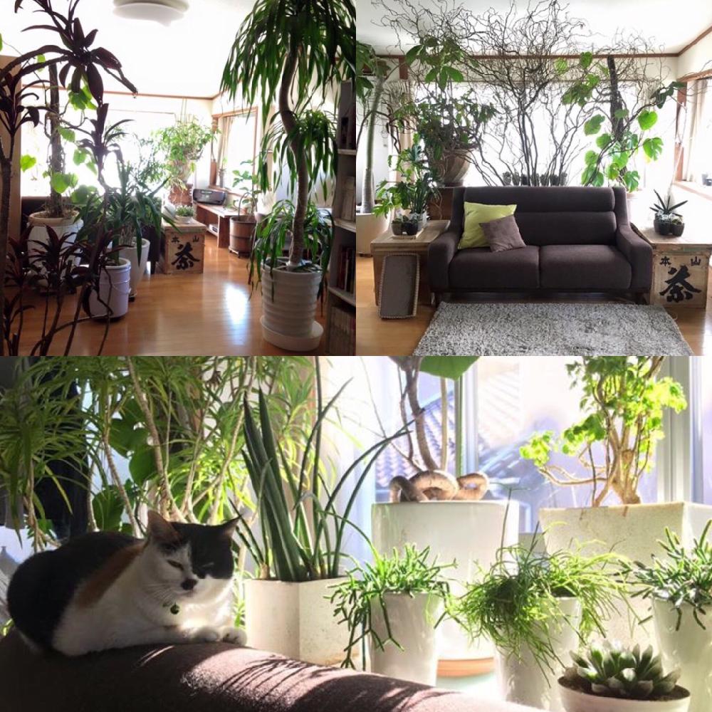 お部屋の観葉植物 コンテストの投稿画像 By ネコとスコップさん 部屋