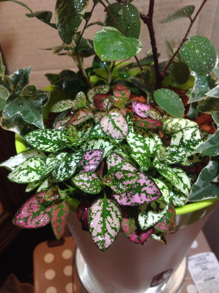 ヒポエステスの投稿画像 By Taniku365さん 植中毒と寄せ植えと観葉植物 17月1月24日 Greensnap グリーンスナップ