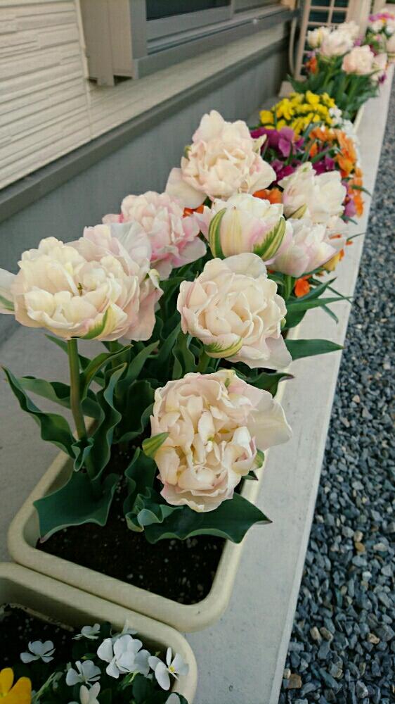 チューリップの投稿画像 By Yamaさん 春を感じる花と今日のお花と寄せ植えとプランター植え 2017月1月24日 Greensnap グリーンスナップ