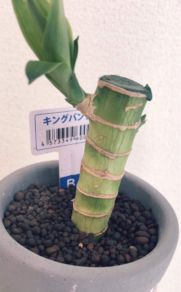 キングバンブーの投稿画像 By ちいさん 植中毒とわが家の多肉スペースと観葉植物 17月1月25日 Greensnap グリーンスナップ