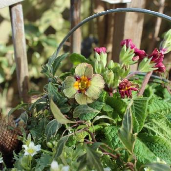 プリムラポリアンサ～ディスカバリングストライプスの画像 by 819sakuranboさん | 小さな庭とプリムラとプリムラポリアンサ～ディスカバリングストライプスと今日のお花とガーデニングと冬の庭とmy garden