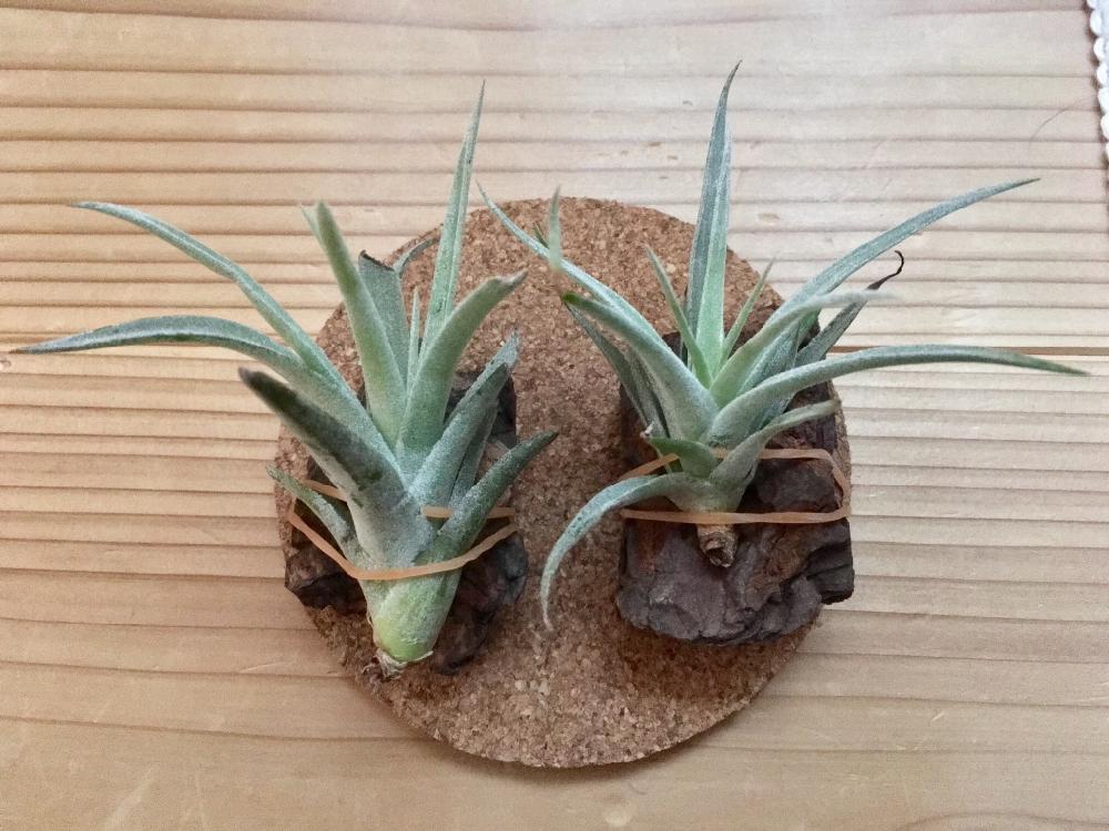 ハリシーの投稿画像 By ユーグレナさん ベルティナと癒しとエアープランツ チランジアと100均エアープランツ 17月1月26日 Greensnap グリーンスナップ