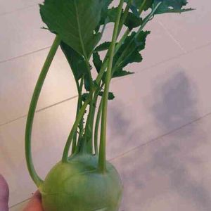 コールラビ,アートな野菜,植中毒,部屋の画像