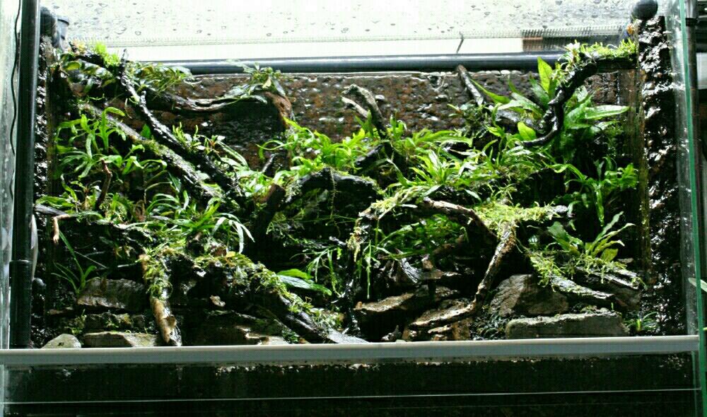 パルダリウムの投稿画像 By ヘーラさん 植中毒とコケ植物とサトイモ 科とシダ植物とアクアリウムとアクアテラリウム 17月1月26日 Greensnap グリーンスナップ