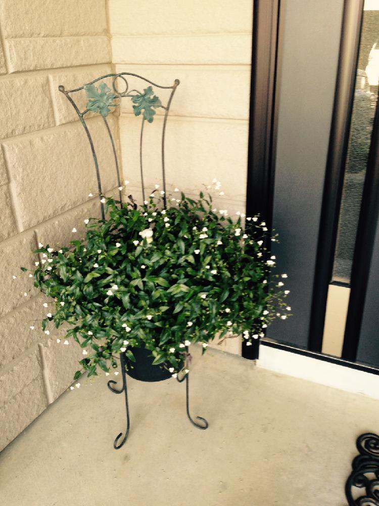 ブライダルベール の投稿画像 By Midorin さん 17月1月27日 Greensnap グリーンスナップ