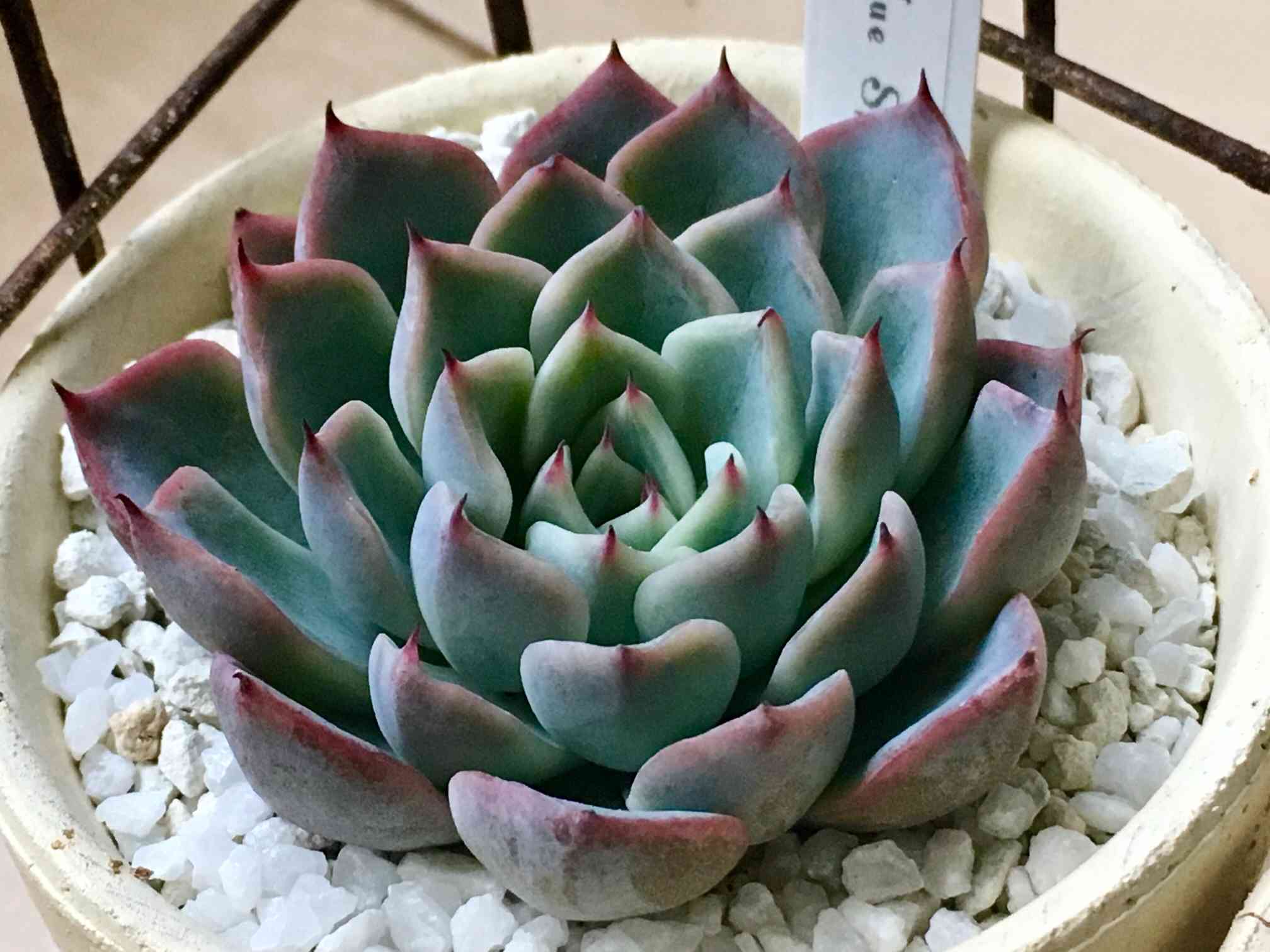 ブルースパインの一覧｜🍀GreenSnap（グリーンスナップ）