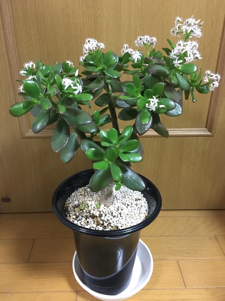 桜花月の投稿画像 By 成長記録保存用さん 部屋と植中毒と多肉植物とベンケイソウ科とクラッスラ属と金のなる木と植中毒と多肉植物とベンケイソウ科とクラッスラ属 17月1月 28日 Greensnap グリーンスナップ Greensnap グリーンスナップ