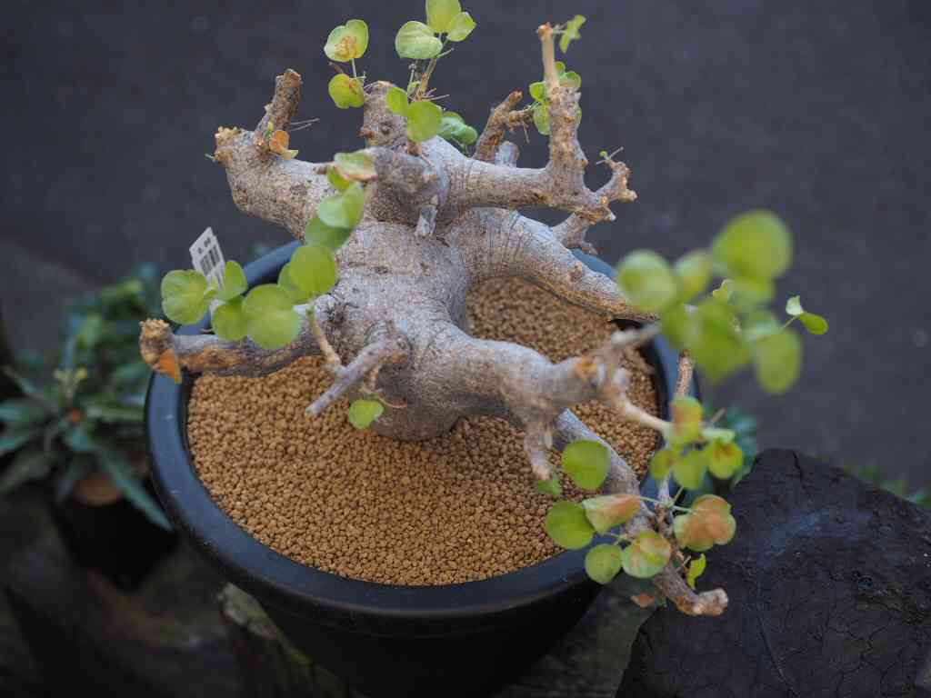 コミフォラ ドレイクブロックマニーの一覧｜🍀GreenSnap（グリーン