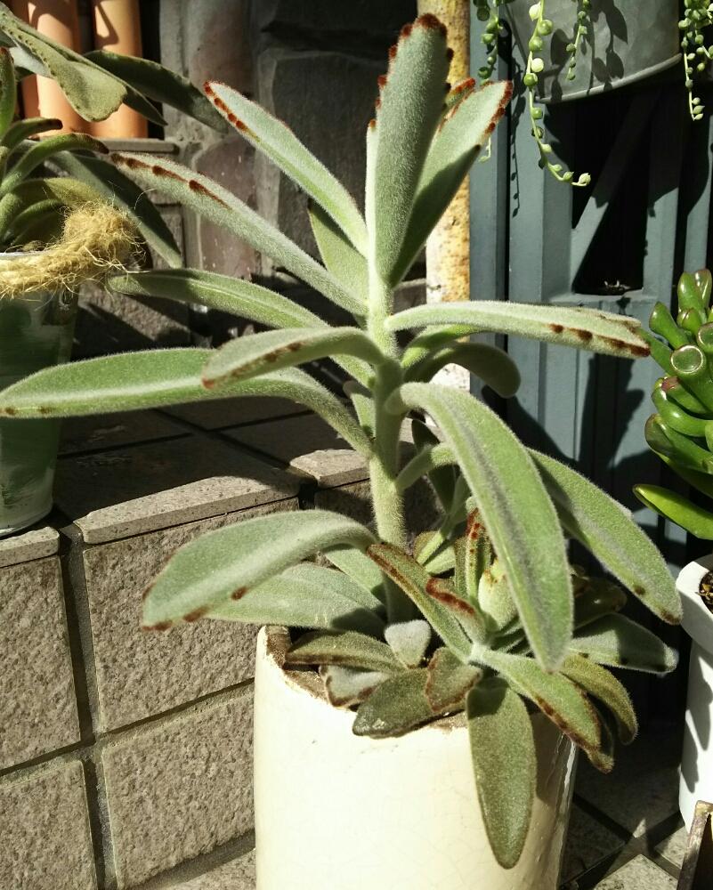 ツキトジの投稿画像 By さゆりんさん 月兎耳とグリーンネックレスとチョコレートソルジャーとゴーラムと多肉植物とどんどん成長中と寄せ植えとお気に入り とカッコいい とカランコエ属と暴れ多肉とかわいいな と暴れん坊と多肉多肉多肉 17月1月28日 Greensnap