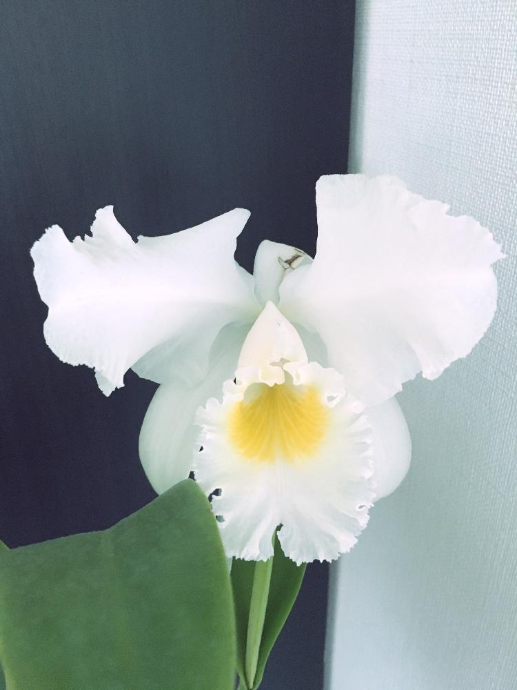 カトレアの投稿画像 By 不知火さん トリアネと窓辺と開花中と洋蘭とラン科と洋ランとカトレア原種と白い花と咲いた と開花中と洋蘭とラン科と洋ランと カトレア原種と白い花と咲いた 17月1月29日 Greensnap グリーンスナップ Greensnap グリーンスナップ