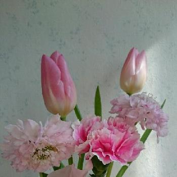 エフクオーレ都島さんで購入の画像 by コルクさん | 部屋とピンクの花とプレゼントとエフクオーレ都島さんで購入と今日の一枚と今日のお花と切り花