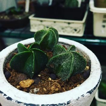 鸞宝玉の投稿画像一覧 Greensnap グリーンスナップ