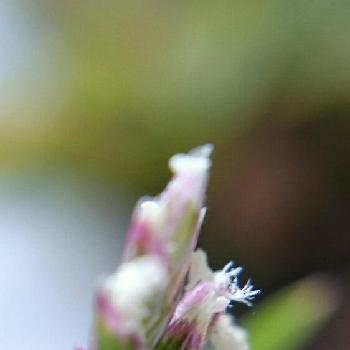 ニワホコリの画像 by たーぼー＊さん | 車庫とニワホコリとイネ科と可愛いと雑草と雑草の花