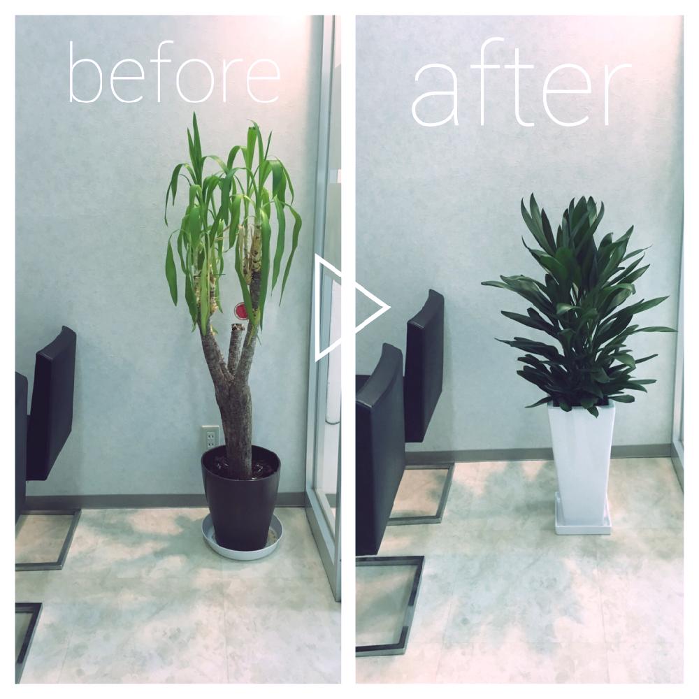 レンタルグリーンの投稿画像 By Yuu アドグリーン さん 観葉植物 17月1月30日 Greensnap グリーンスナップ