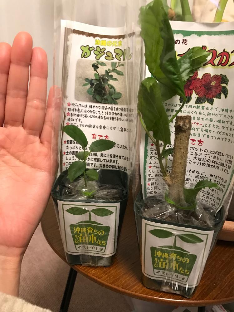 ハイビスカスの投稿画像 By えむさん ガジュマルと新入り と沖縄と今日のお花と苗木 17月1月30日 Greensnap グリーンスナップ