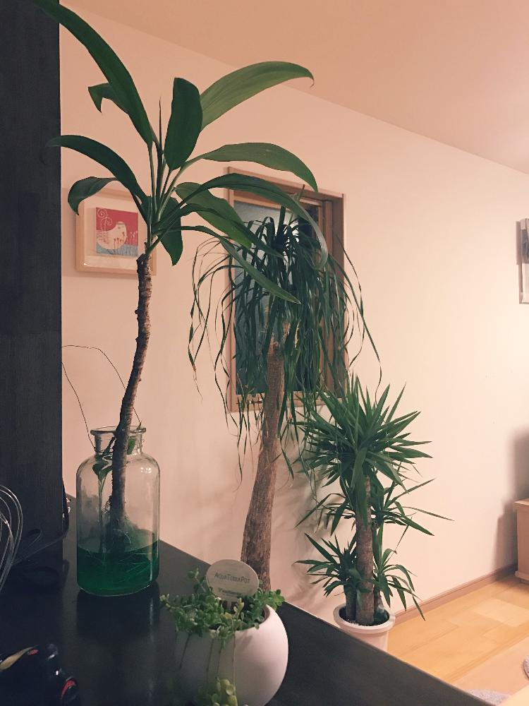ドラセナ フラグランスの投稿画像 By Ayumiumiu24さん インテリア 17月1月30日 Greensnap グリーンスナップ Greensnap グリーンスナップ